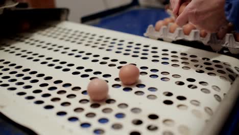 Huhn-Geflügel-Landarbeiter-Sortierung-Eiern-bei-Fabrik-Förderband.-Geflügel-auf-dem-Bauernhof-industrielle-Produktionslinie.