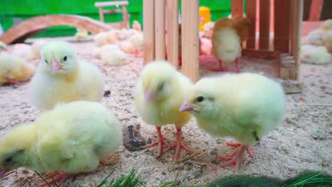 Pequeña-pollos-divertirse-y-descansar-en-el-restaurante-paddock