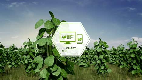 Smart-agriculture-Smart-farming,-hexagon-information-graphic-icon-on-plant-green-field,-internet-of-things.-4th-Industrial-Revolution.