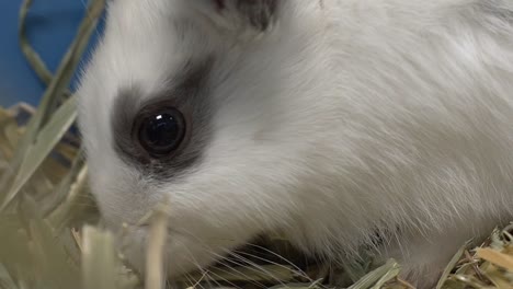 Süße-Foto-von-schwarzen-und-weißen-Haaren-Bunny.