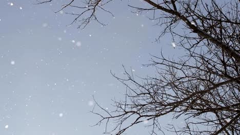 snow-falls-from-the-branches-of-trees-on-a-clear-sunny-day