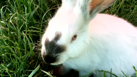 Hermosa-joven-pequeño-conejo-sobre-la-verde-hierba-en-día-de-verano.