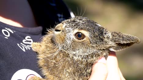 Niña-está-sosteniendo-un-pequeño-conejito-de-bebé-mullido-salvaje.-Conejito-en-la-palma.-Cámara-lenta