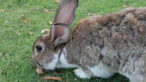 Conejo-comiendo-hierba-en-el-campo-y-relajante-entorno-natural-4K