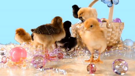 Baby-chicks-walk-around-an-Easter-basket-and-Easter-confetti