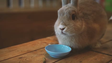 Niedliche-braune-Kaninchen-Haustier-Essen-in-der-Schüssel