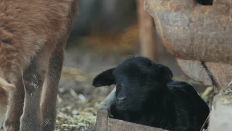 kleine-schwarze-Lamm-liegend-in-einer-Holzkiste-(Ovis-Aries)