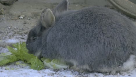 Conejo-gris-comiendo-del-costado