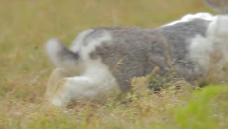 Tabby-rabbit-in-the-Farm