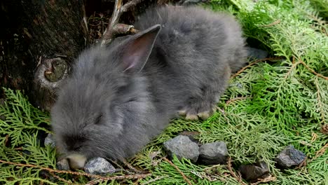 Young-rabbits-eating-fresh-carrot-and-corn