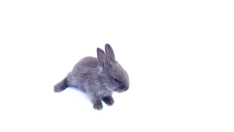 Lovely-20-days-rabbit-over-white-background