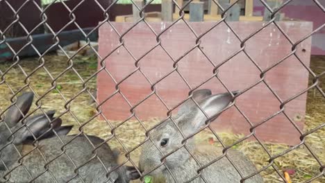 Lots-of-cute-grey-rabbits-in-cage-eating-green-grass