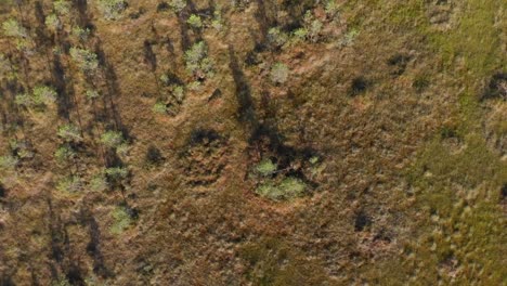 Swamp-marsh-moss-and-dwarf-trees-long-shadows-aerial-bird-eye-descend