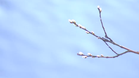 Weidenzweig-blüht-mit-Knospen-vor-dem-Hintergrund-eines-Flusses,-Nahaufnahme,-Kopierraum