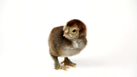 Small-cute-chicken-chicks-on-white-background