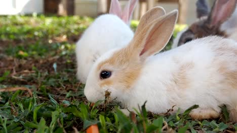 Große-Kaninchen-Scramble-frisst-Karotten-Kaninchen-kleiner