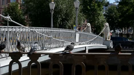 Pigeons-near-the-bridge-with-a-sculptures-of-lions-on-The-Griboedov-channel---St-Petersburg,-Russia