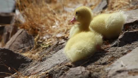 Patitos-de-ánade-real-pato-y-bebé