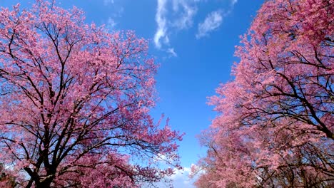 cerezo-rosa-en-flor