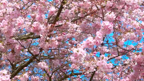 cherry-blossom-tree