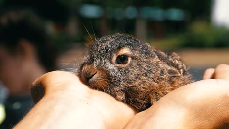 Man-is-Holding-a-Small-Wild-Fluffy-Baby-Bunny.-Little-Bunny-in-the-Palm