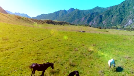 Flight-over-wild-horses-herd-on-meadow.-Spring-mountains-wild-nature.-Freedom-ecology-concept