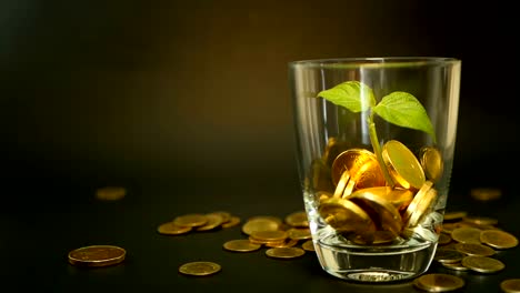 Golden-coins-in-glass-jar-and-green-leaf-of-sprout-on-black-background.-Rotating,-twisting,-swirling,-spinning-penny.