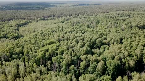 Aerial-view-of-picturesque-forest-landscape