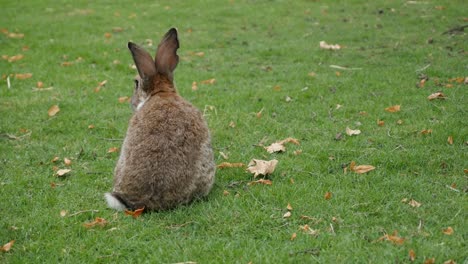 Conejo-marrón-y-gris-en-la-hierba-sí-mismo-limpieza-animales-al-aire-libre-4K