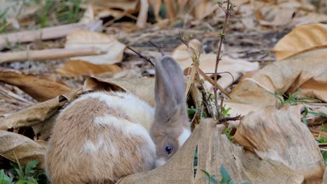 Conejo-doméstico-tailandés-en-la-naturaleza.