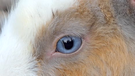 Eye-of-wild-rabbit.