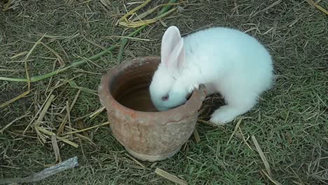 Comer-conejo-y-mordisqueando-hierba.