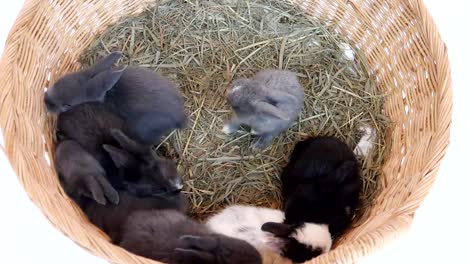 Lovely-twenty-days-baby-rabbit-eating-vegetable-in-a-hay-nest