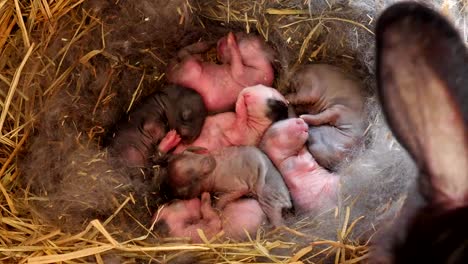 Un-día-conejos-bebés-en-la-cesta-de-heno