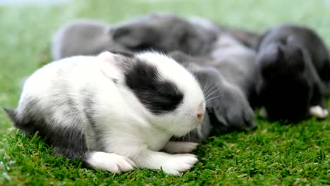 Eleven-days-lovely-baby-rabbits-on-artificial-green-grass