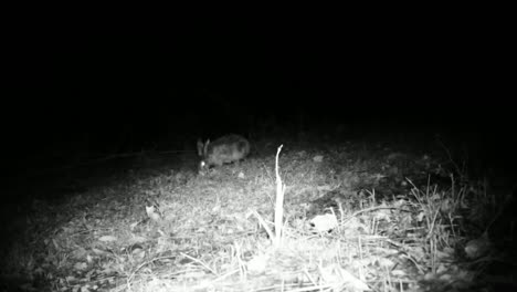 Bella-Liebre-Europea-(Lepus-Europaeus)-en-la-Noche-en-un-Césped