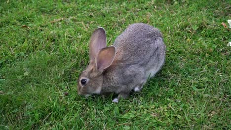 Wild-rabbit-eating-grass