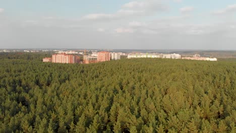 Bosque-de-pinos-en-las-afueras-de-la-ciudad.-Irpen.-Ucrania