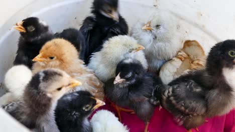 kleine-Huhn-Küken-in-einer-Box,-Küken-in-verschiedenen-Farben,-Nette-kleine-Küken-in-verschiedenen-Farben,