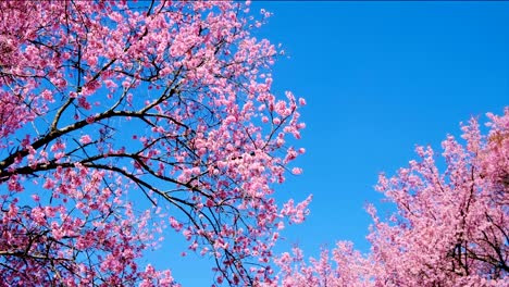 cerezo-rosa-en-flor