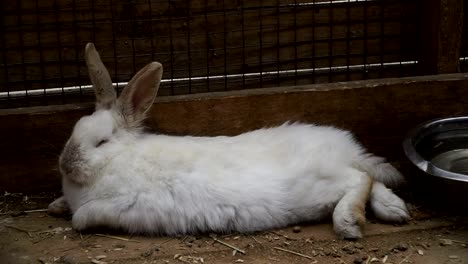 Rabbit.-Rabbit-is-sleeping