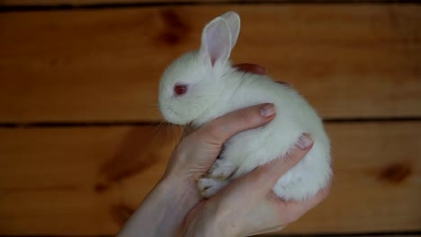 Weißes-Kaninchen.-Hände-halten-ein-weißen-Kaninchen