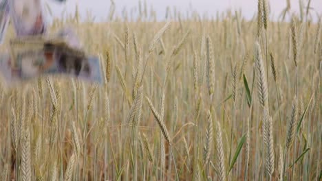 concepto-de-dinero-de-negocio-de-agricultura-en-el-campo-de-centeno.-cae-Estados-Unidos-usd-dólar-billete-en-oídos-de-centeno.-cámara-lenta