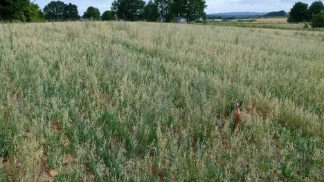 Aerial-footage-of-wild-brown-hare-eating-grass