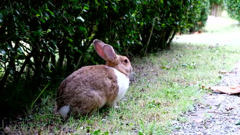 Niedliche-braune-Kaninchen-sitzen-auf-Rasen-im-Wald-Thailand,-UHD-4K-video