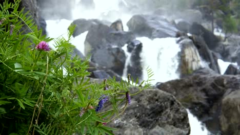 Plantas-silvestres-contra-el-telón-de-fondo-de-una-cascada-de-montaña.