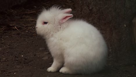 Adorable-rabbit-close-up