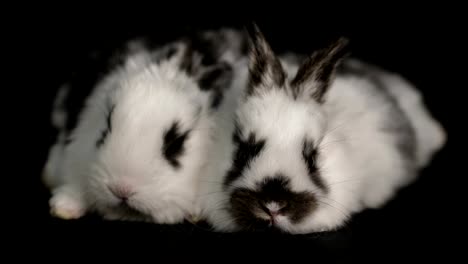 Kaninchen-oder-Hase-auf-schwarzem-Hintergrund