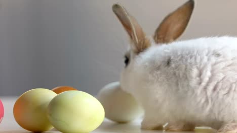 Lindo-conejo-blanco-lamiendo-huevos-coloridos-en-mesa,-símbolo-de-vacaciones-de-semana-Santa