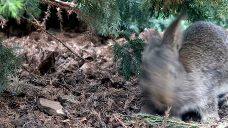 rabbit-is-beautiful-animal-of-nature